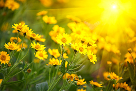 Yellow flowers